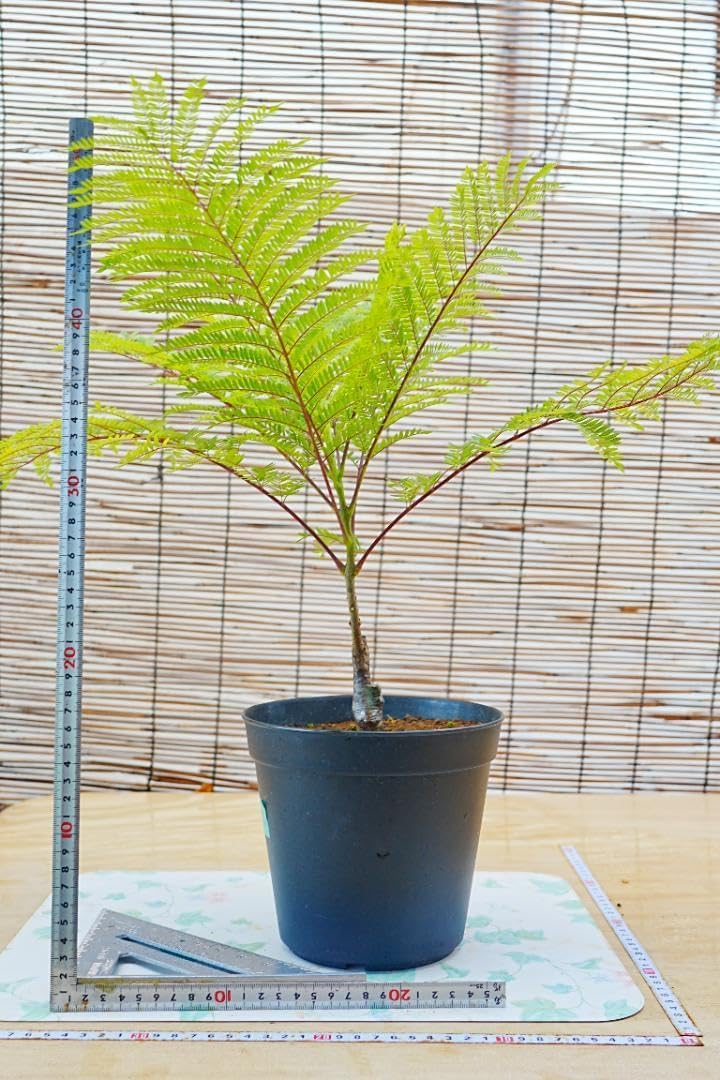 バラ苗挿し木苗 廃盤品種